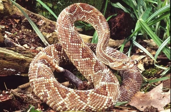 Neotropical Rattlesnake, Crotalus durissus terrificus, Native to Southern Mexico