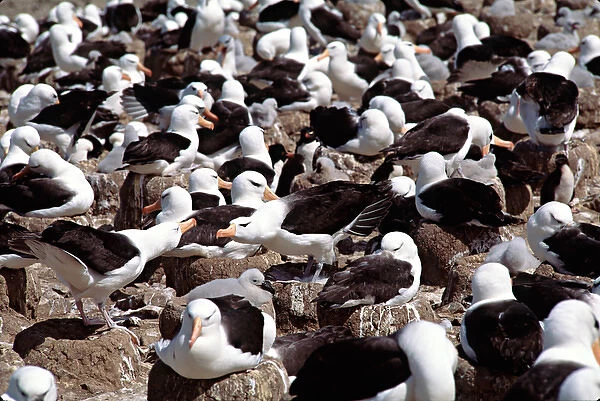 Nesting colony of the Black-browed Albatross (Diomedea melanophris) in the Falkland