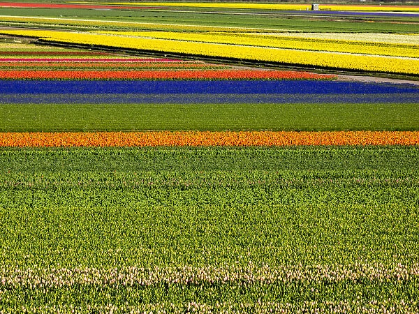 Netherlands, Nord Holland. Flower fields in full bloom