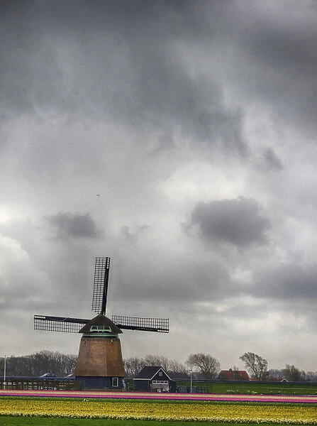 Netherlands, Nord Holland. Tulip fields with traditional Dutch windmill