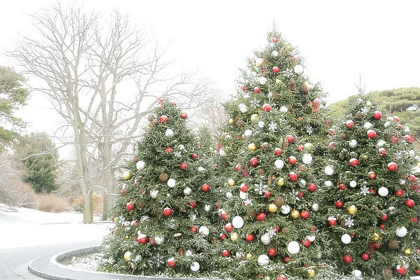 New York City, New York, USA. Christmas trees in the Botanical Garden
