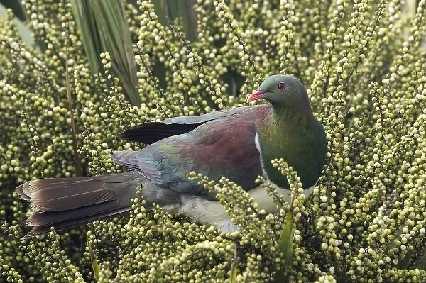 New Zealand Pigeon, Kereru (Hemiphaga novaseelandiae) feeding on seeds in Cabbage Tree