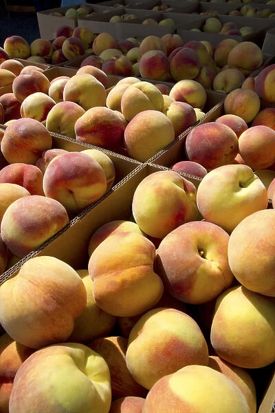 Newly harvested peaches on a farm in Canyon County, Idaho, USA