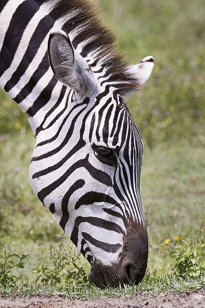Ngorongoro Conservation Area, Tanzania, Africa. Plains Zebra