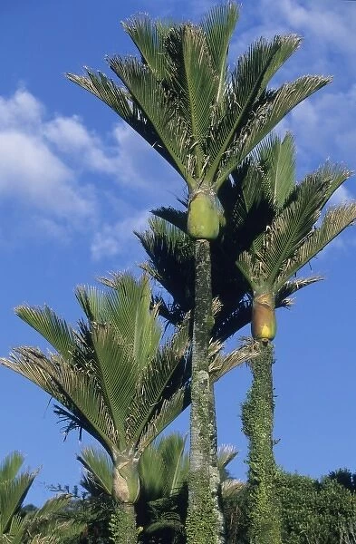 Nikau Palm Tree (Rhopalostylis sapida) Endemic, Paparoa National Park, New Zealand