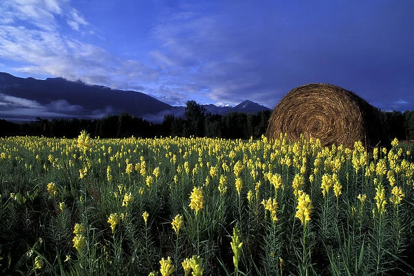 North America, Canada, British Columbia, Kitwanga. Yellow flowers and freshly rolled