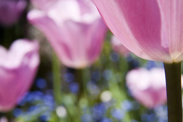 North America; Canada; Victoria; Selective Focus of Spring Tulips of Red and White Color