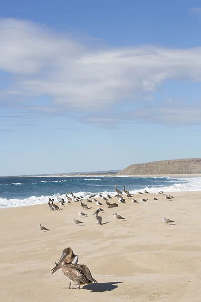 North America, Mexico, Baja Calfornia Sur, Todos Santos, Cerritos Beach. Brown Pelicans
