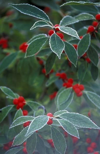 North America, United States, New England. Holly Berries with frost