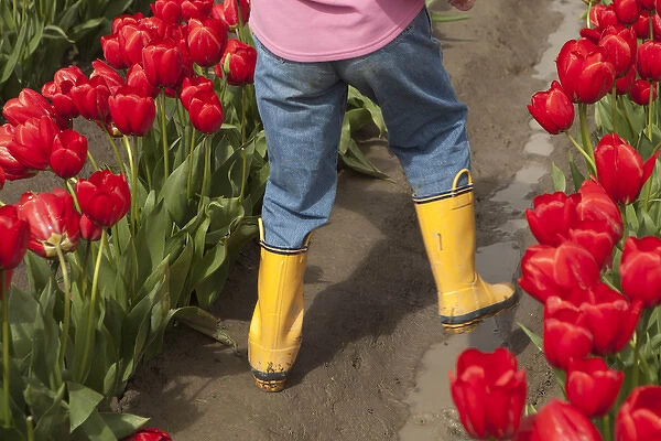 North America, United States, Washington, Mount Vernon, child in tulip fields at