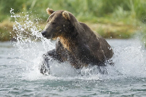 North America, USA, Alaska, Geographic Harbor, Katmai National Park, Brown Bear aka Grizzly Bear