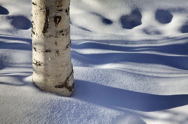 North America; USA; Alaska; Shadows from Burch Trees in Snow