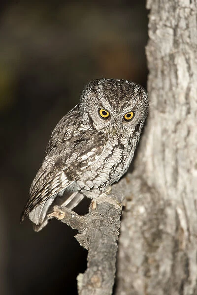 North America, USA, Arizona, Whiskered Screech-Owl, Megascops trichopsis, bird of prey