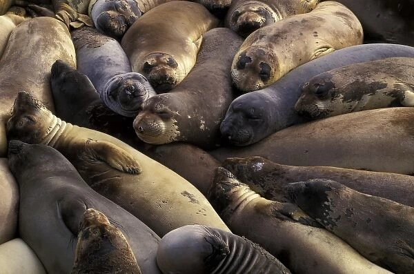 North America, USA, California, Big Sur Coast. Northern Elephant Seals (Mirounga
