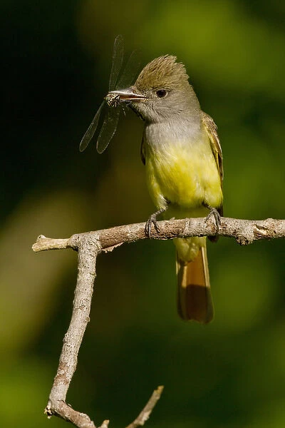 North America, USA, Central Pennsylvania, Mifflin County, Hoothollow, Great Crested Flycatcher