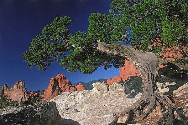 North America, USA, Colorado, Colorado Springs, Garden of the Gods. Tree with colorful