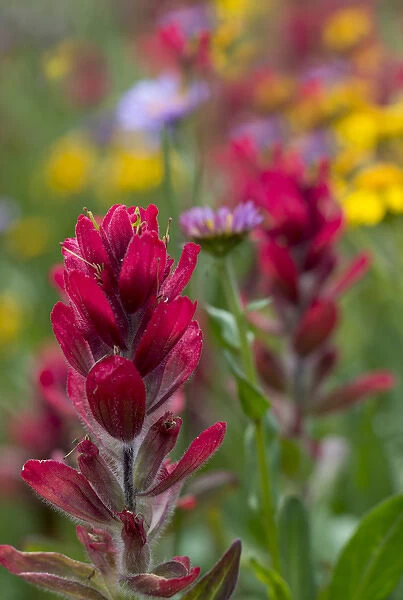 North America, USA, Colorado, Jones Pass, Alpine Wildflowers with Paintbrush (Castilleja sp