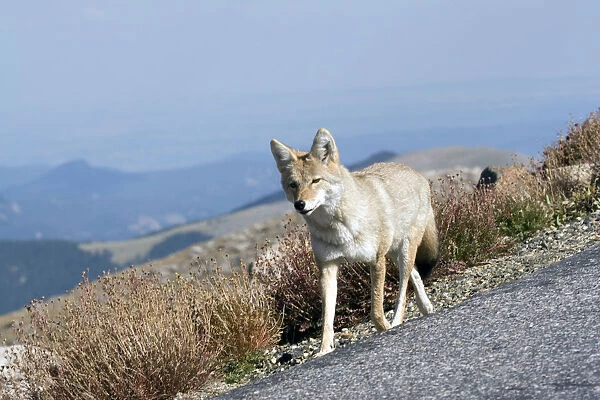 North America - USA - Colorado - Rocky Mountains - Mount Evans. Coyote - Canis latrans