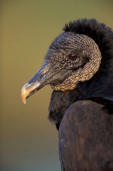 North America, USA, Florida, Everglades NP Black Vulture (Coragyps atratus)