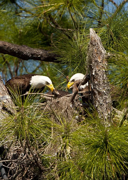 North America, USA, Florida, North Ft. Meyers, American Bald Eagle, Pair at Nest