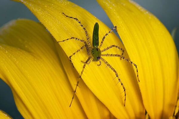 North America, USA, Georgia. Lynx spider on sunflower petals