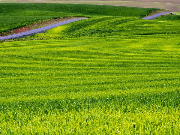 North America; USA; Idaho; Palouse Country; Rolling Green Hills of Spring Wheat With