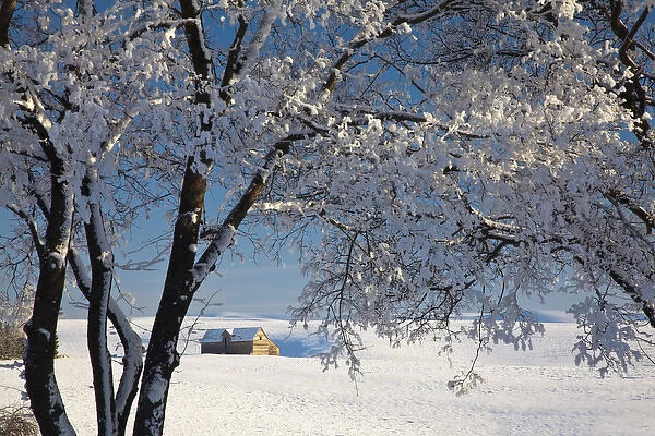North America; USA; Idaho; Snow covered Trees with Old Barn