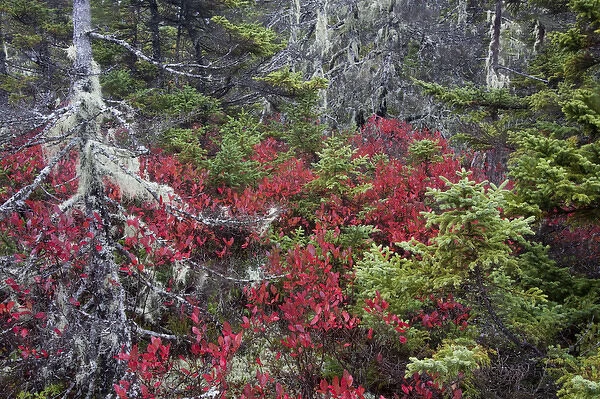 North America, USA, Maine. Pine and blueberry bushes in Acadia National Park