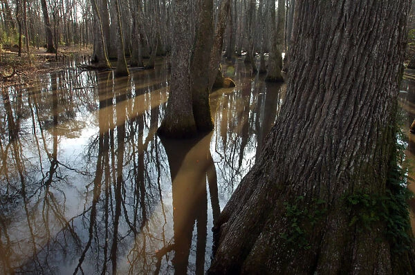 North America, USA, Mississippi, Natchez Trace Parkway, Tupelo-baldcypress Swamp