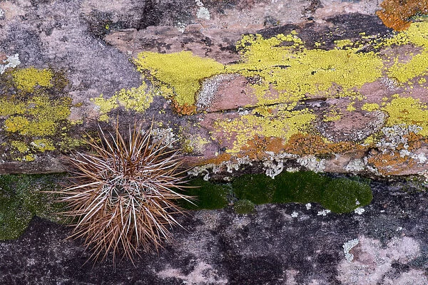 North America, USA, Nevada. Small cactus growing from a crack in a lichen covered candstone wall