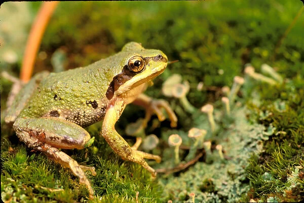 North America, USA, Oregon. Pacific Tree Frog