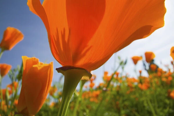 North America, USA, Oregon, Willamette Valley, Close UP of California Poppy With Blue Sky