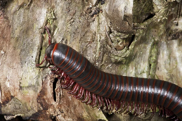 North America, USA, Pennsylvania, Tall Timbers State Park, Troxelville, North American Millipede