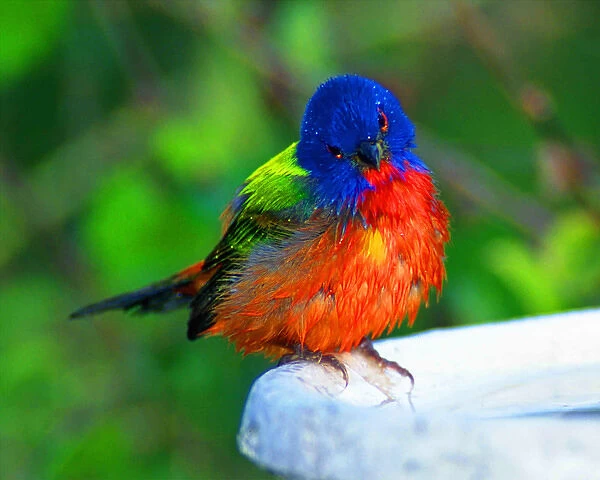 North America, USA, Perplexed painted bunting (male); Immokalee, florida