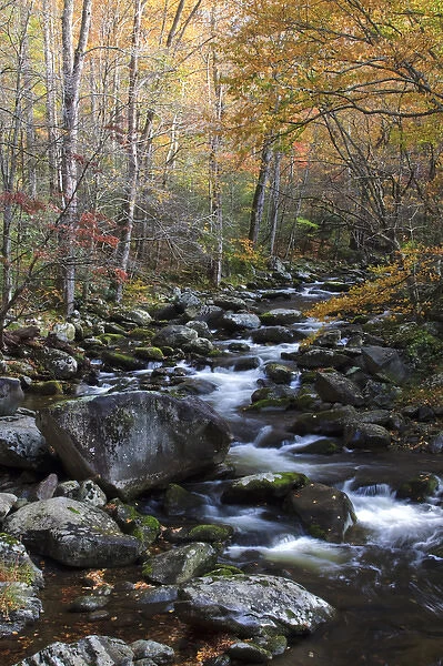 North America, USA, Tennessee. Stream in the fall in the Great Smoky Mountains