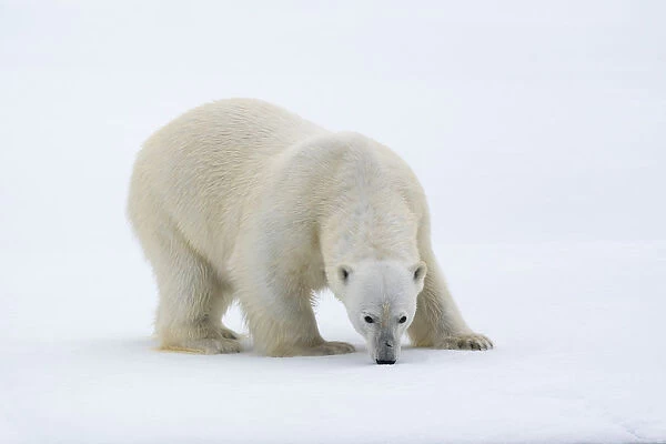 North of Svalbard, pack ice. A portrait of a polar bear on a large slab of ice