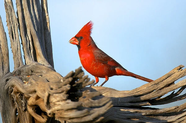 The Northern Cardinals (Cardinalis cardinalis) in the family Cardinalidae