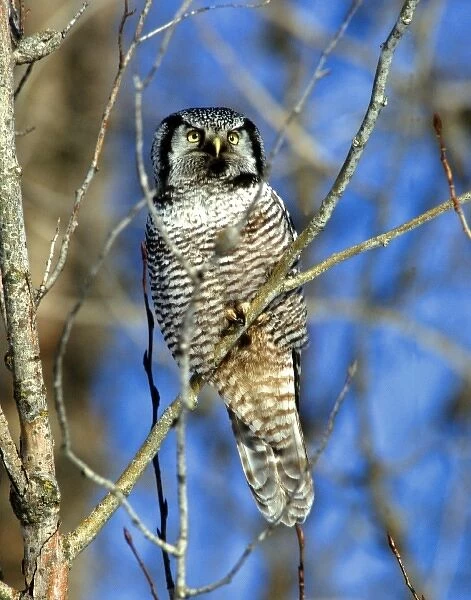 Northern Hawk Owl perched in a tree