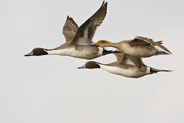 Northern Pintail (Anas acuta) males and female in flight, South Padre Island, Cameron Co