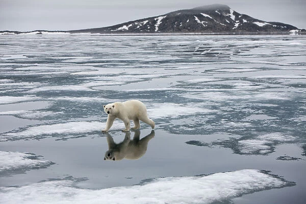 Norway, Svalbard, Nordauslandet, Polar Bear (Ursus maritimus) on fjord ice at Sabinebukta