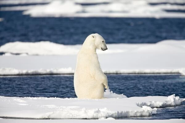 Norway, Svalbard, Spitsbergen Island, Polar Bear (Ursus maritimus) sitting upright