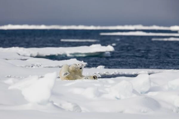 Norway, Svalbard, Spitsbergen Island, Polar Bear (Ursus maritimus) rolls onto back