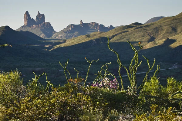Ocotillo(Fouqurieria splendens) and the Mule Ears (formation) at sunrise in Big Bend National Park