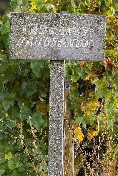 Old lichen covered wooden sign with cabernet sauvignon letters at end of vineyard