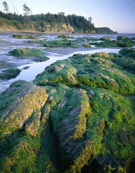 Olympic National Park, Washington. USA. Seaweed on rocks, low tide near Cape Alava