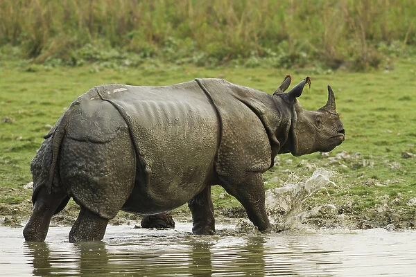 One-horned Rhinoceros, coming out of jungle pond, Kaziranga National Park, India