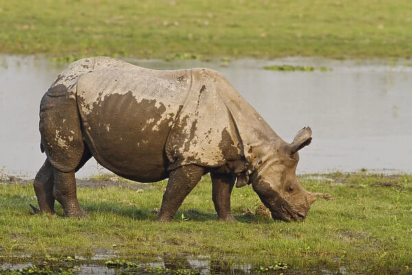 One-horned Rhinoceros feeding near jungle pond, Kaziranga National Park, India