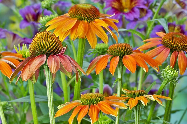 Orange coneflower with backdrop of purple painted tongue