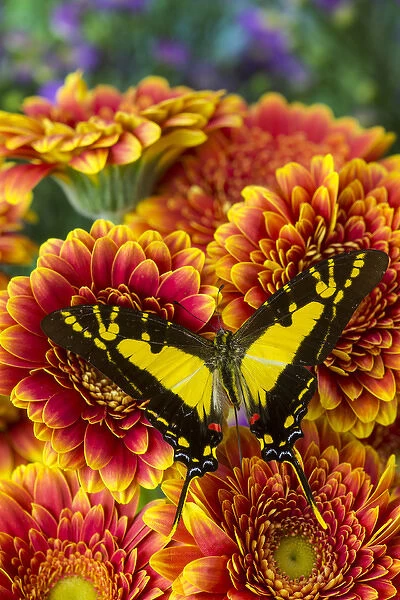 The Orange Kite Swallowtail Butterfly, Eurytides thyastes
