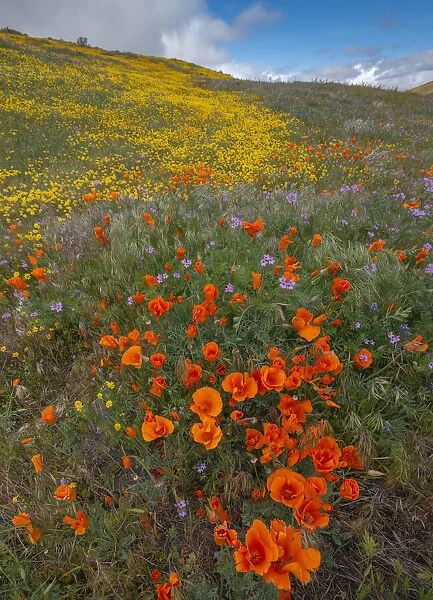 Orange Poppies, Goldfields and Filaree are protected from Wind near Lancaster